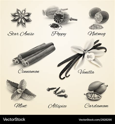 Spices Set Black And White Royalty Free Vector Image