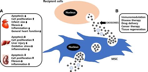 Mesenchymal Stem Cell‐derived Extracellular Vesicles As Therapeutics