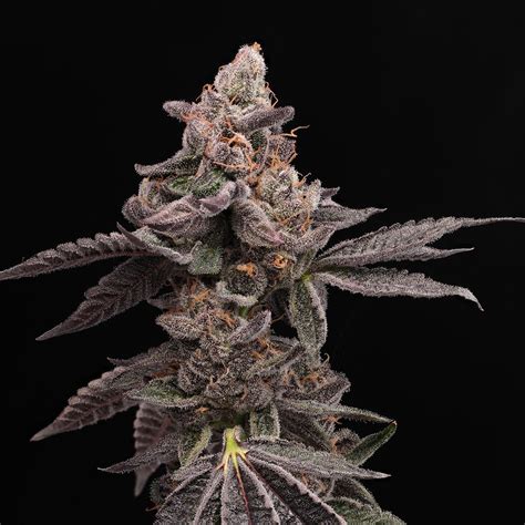 Buy Purple Cookies Feminized Seeds by Premium Cultivars in America - Stellar Seeds