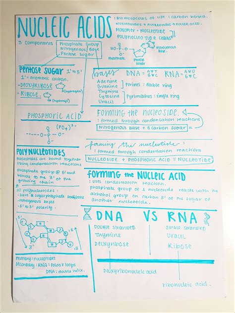 Mapas Mentais Sobre Acidos Nucleicos Study Maps