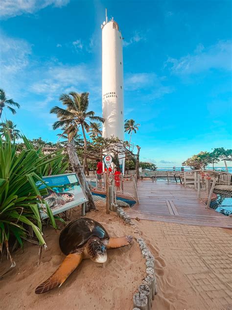 DICAS DA BAHIA Projeto Tamar Na Praia Do Forte Viajante Comum