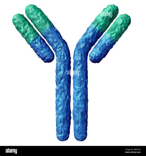 Antibody Anatomy Isolated On A White Background And Immunoglobulin With