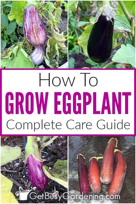 Growing Eggplant The Complete How To Guide Get Busy Gardening