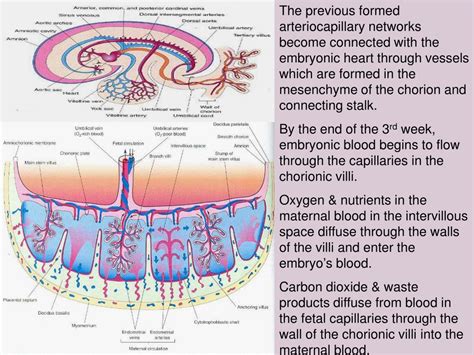 Ppt Placenta Powerpoint Presentation Free Download Id477900