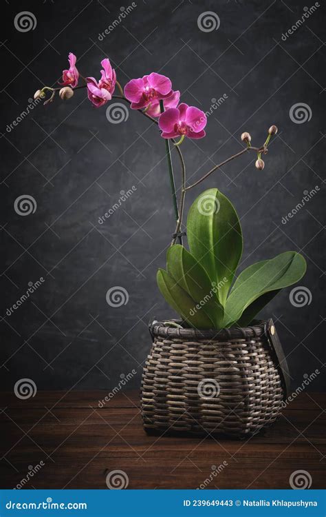 Orchidee Phalaenopsis Stock Photo Cartoondealer