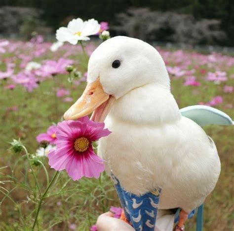 Pin By Petru On Diverse Cute Ducklings Pet Ducks Duck Pictures