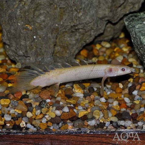 Albino Longfin Senegal Bichir Polypterus Senegalus Aqua Imports