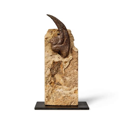 Allosaurus Hand Claw Natural History Including Gorgosaurus 2022