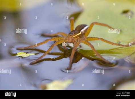 Fen raft spider / Great raft spider (Dolomedes plantarius) sub-adult. Norfolk Broads, UK ...