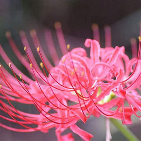 Buy Novakie Pink Lycoris Lilyspider Lilysurprise Lilynaked Lady Lilyresurrection Lilyaugust