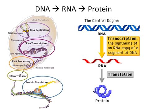 PPT - Protein Synthesis PowerPoint Presentation, free download - ID:1984857