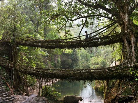 INDIA ON WHEELS - A trip for pleasure!: The Living Bridge in Cherrapunji