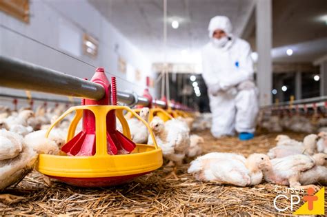 Cálculo do índice de produção em granjas de frango de corte Entenda