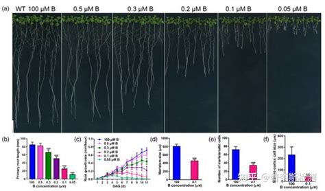 华中农大徐芳森团队揭示缺硼胁迫导致拟南芥根系生长抑制的分子机制 知乎