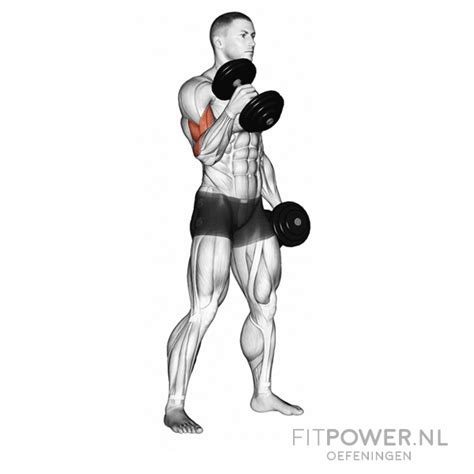 Dumbbell Hammer Curls Oefening Biceps Upper Body Workout Gym Gym