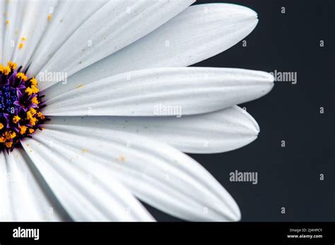 African Daisy Seeds Hi Res Stock Photography And Images Alamy