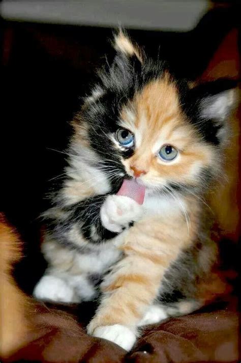 123 best Calico kittens images on Pinterest | Cute kittens, Kittens and ...