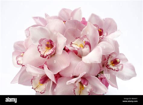 Arreglado un ramo de flores orquídeas Cymbidium Rosa Fotografía de