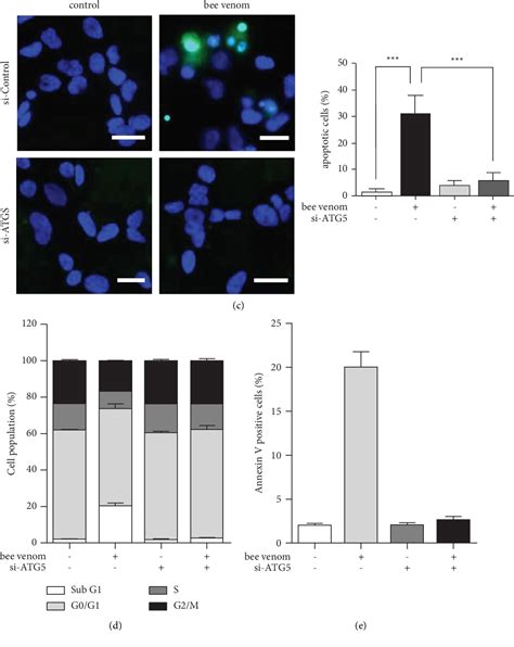 Pdf Bee Venom Triggers Autophagy Induced Apoptosis In Human Lung