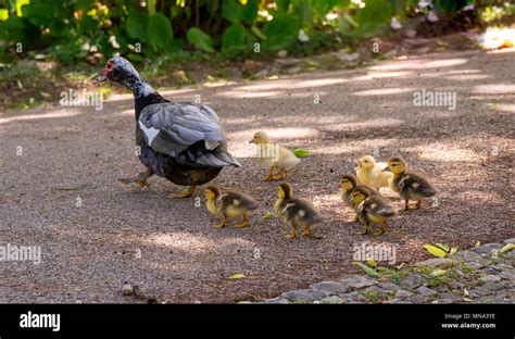family  ducks  mother duck   baby duck   garden stock