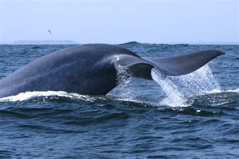 La increíble historia de Susannah Buchan: la oceanógrafa que descubrió ...