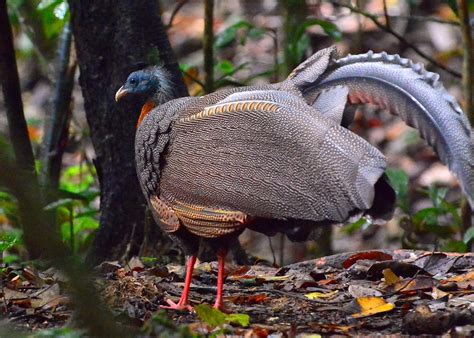 Malayan Great Argus Pheasant Argusianus Argusphoto T Flickr