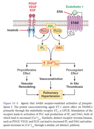 Endothelin And Endothelin Receptor Antagonists Medicineplexus