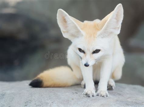 Renard De Fennec Renard De D Sert Ou Vulpes Zerda Photo Stock Image