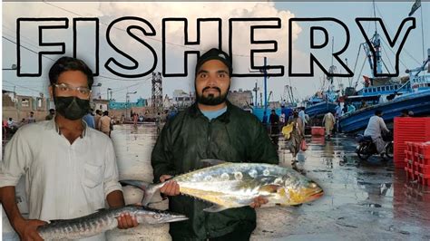 Pakistan Biggest Fish Market Fishery Main Shark Bhi Dekhi Syed