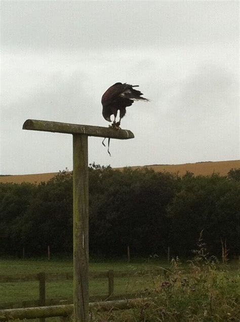 Cornish Birds Of Prey Centre St Columb Nextdoor