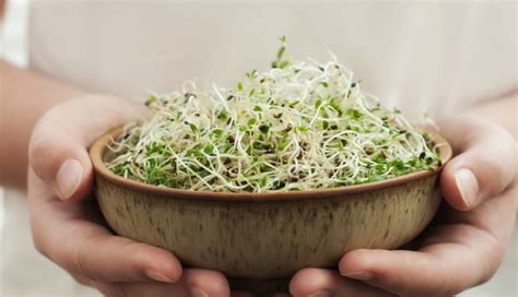 Proven Health Benefits Of Consuming Sprouts Lifeberrys