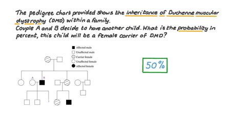 Duchenne Muscular Dystrophy Punnett Square