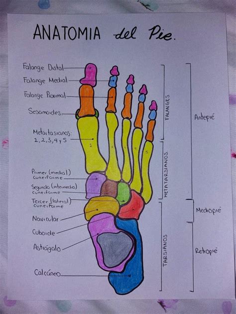 Pin en Nursing Libros de anatomia Anatomía del pie Huesos anatomia