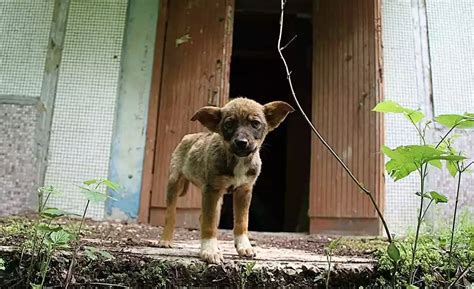 Nag on the Lake: Meet the dogs of Chernobyl