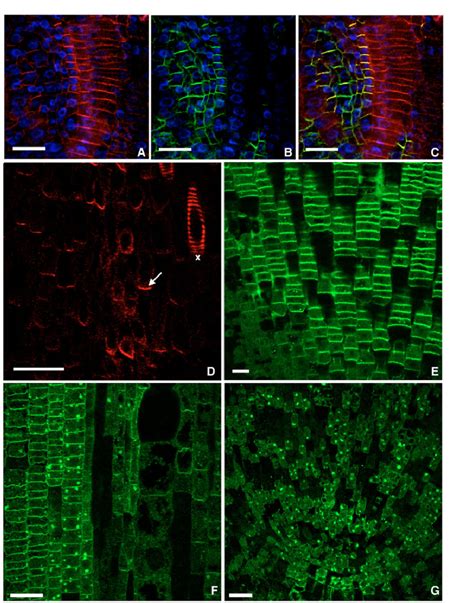 AtPIN Immuno Fluorescence Staining In Plant Tissues A C Arabidopsis