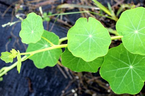 Florez Nursery: Nasturtiums on the march