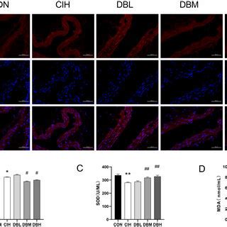 Dbd Attenuated Oxidative Stress In The Aortas Of Cih Mice A