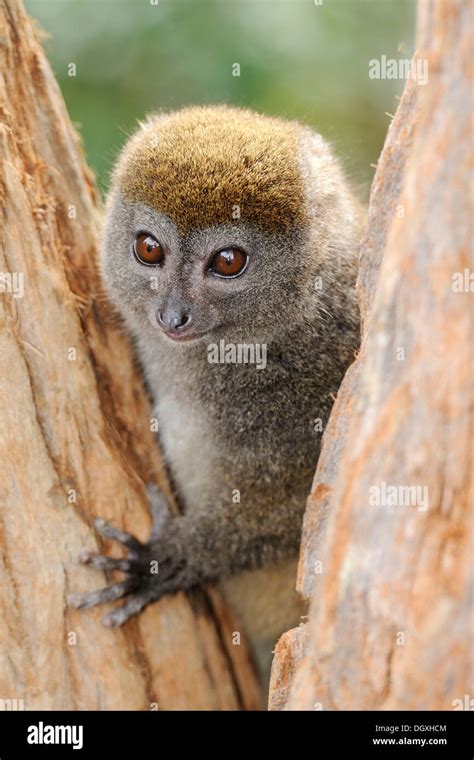 Eastern Lesser Bamboo Lemur Hapalemur Griseus Madagascar Africa