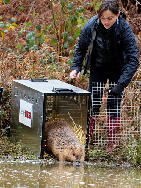 Beavers Are Reintroduced To Hampshire After Years With Support From