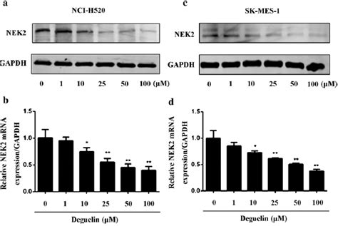 Deguelin Decreased Nimarelated Kinase Nek Expression Western Blot