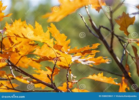 Branches Of Red Oak With Red Leaves On Blurred Green Background Of The