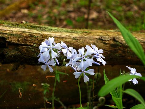 Flowers Forest Log Flowers Free Nature Pictures By Forestwander Nature Photography