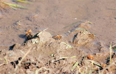 Bees Drinking From Muddy Pond Stock Image Image Of Thirsty Bees