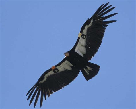 California Condor Naturerules1 Wiki Fandom