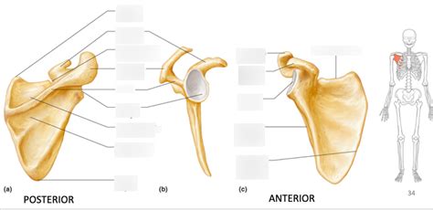 Scapulae Diagram Quizlet