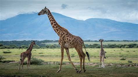 Attractions in Lake Manyara National Park, Things To Do