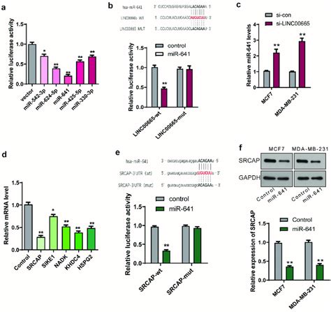 Linc Promoted The Expression Of Srcap Through Sponging Mir In