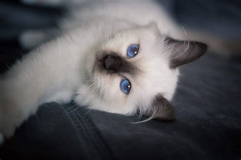 Birman Cat Pictures and Information - Cat-Breeds.com