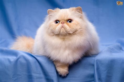 Persian Cat: Interesting Facts And Information