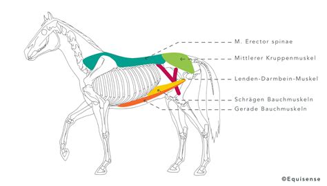 Bauchmuskulatur Pferd Bungen Information Online